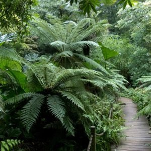 Read more about the article The Beauty and Benefits of Growing Palm Trees at Home