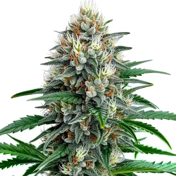 Detailed Guide to Weed Seeds at Blimburn Seeds