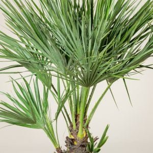 The Beauty and Benefits of Growing Palm Trees at Home