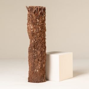 The Beauty and Benefits of Growing Palm Trees at Home