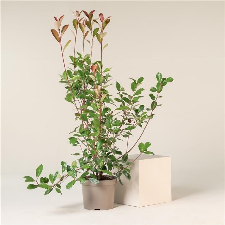 Read more about the article How to Choose the Best Houseplants for Your Home