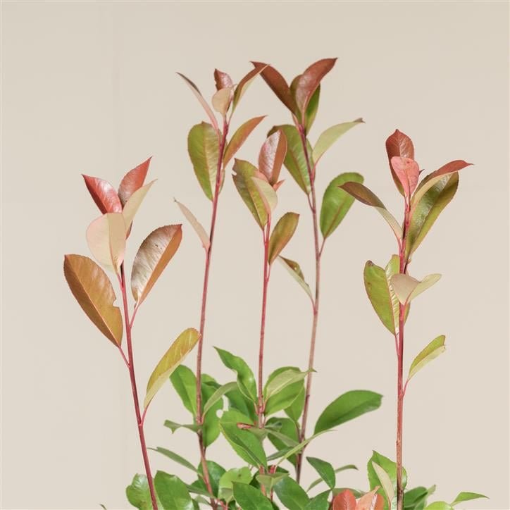 How to Choose the Best Houseplants for Your Home