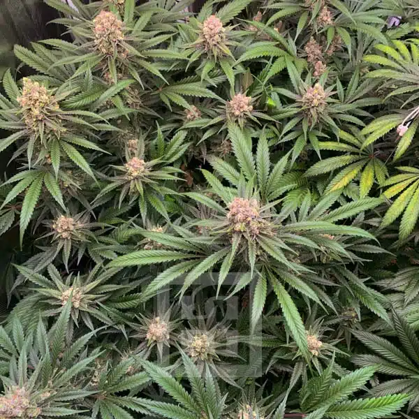 Top Seller Strains at Blimburn Seeds