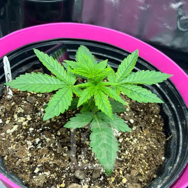 Top Seller Strains at Blimburn Seeds