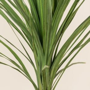 Transform Your Garden into a Tropical Paradise with Exotic Plants