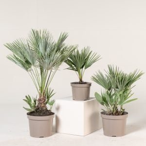 The Beauty and Benefits of Growing Palm Trees at Home