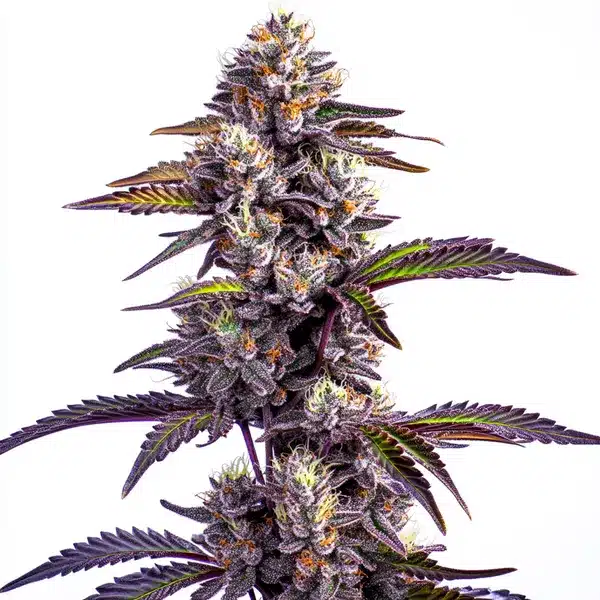 Read more about the article Top Seller Strains at Blimburn Seeds