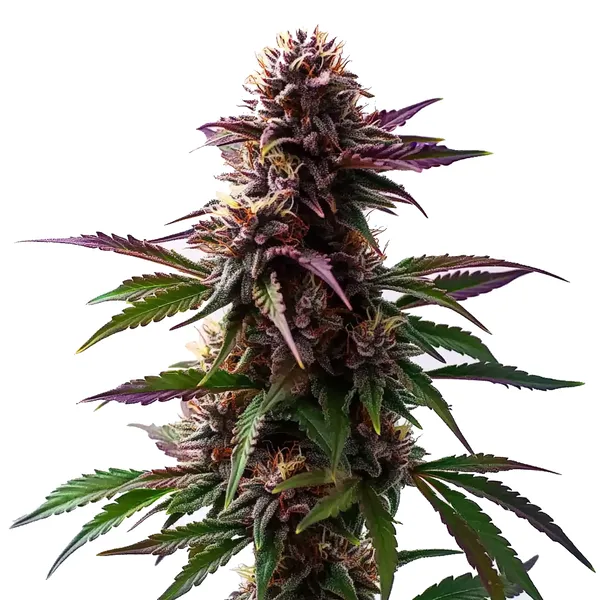 Detailed Guide to Weed Seeds at Blimburn Seeds